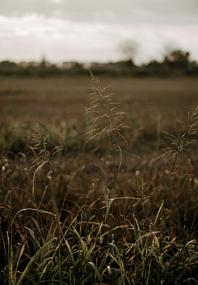 Moodbild eines Feldes