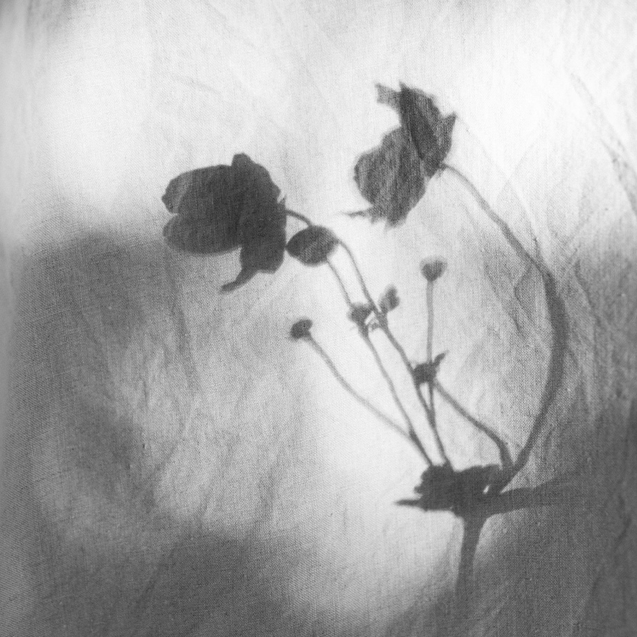Schwarz-weißes Leinenbild mit den Schatten mehrerer Mohnblumen vor hellem Hintergrund.